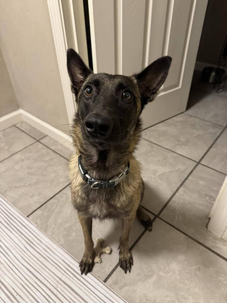 Minka - Located in OR — thumbnail 2