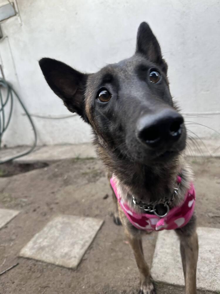 Minka - Located in OR — thumbnail 3