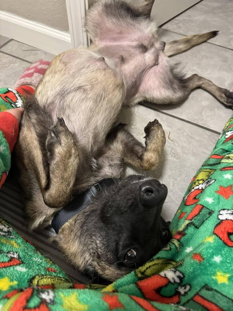 Minka - Located in OR — thumbnail 4