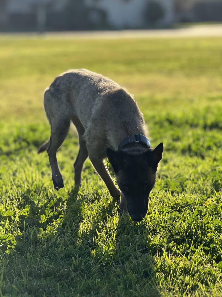 Minka - Located in OR — thumbnail 5