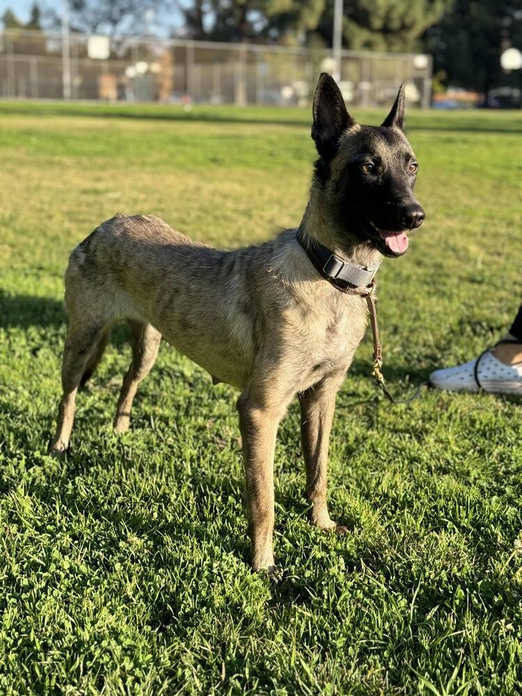 Minka - Located in OR — thumbnail 6