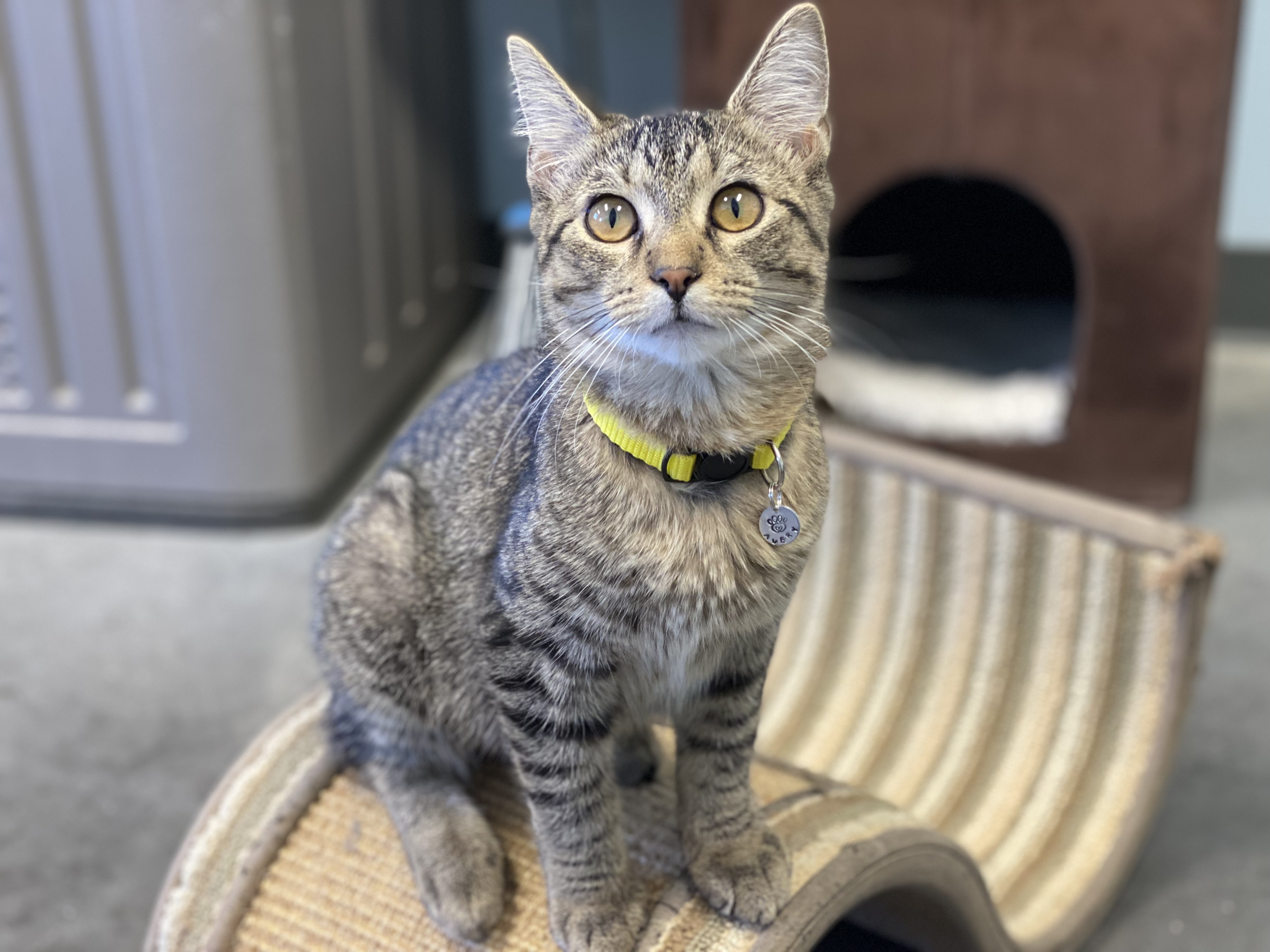 Avery, an adopted Tabby in Pierre, SD_image-1