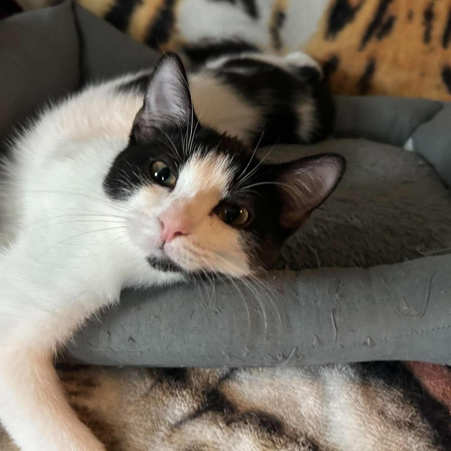 Enlarge Mary - Meet me at Pet Supplies Plus, a Adoptable mixed breed in Harrisburg, PA image 6/6
