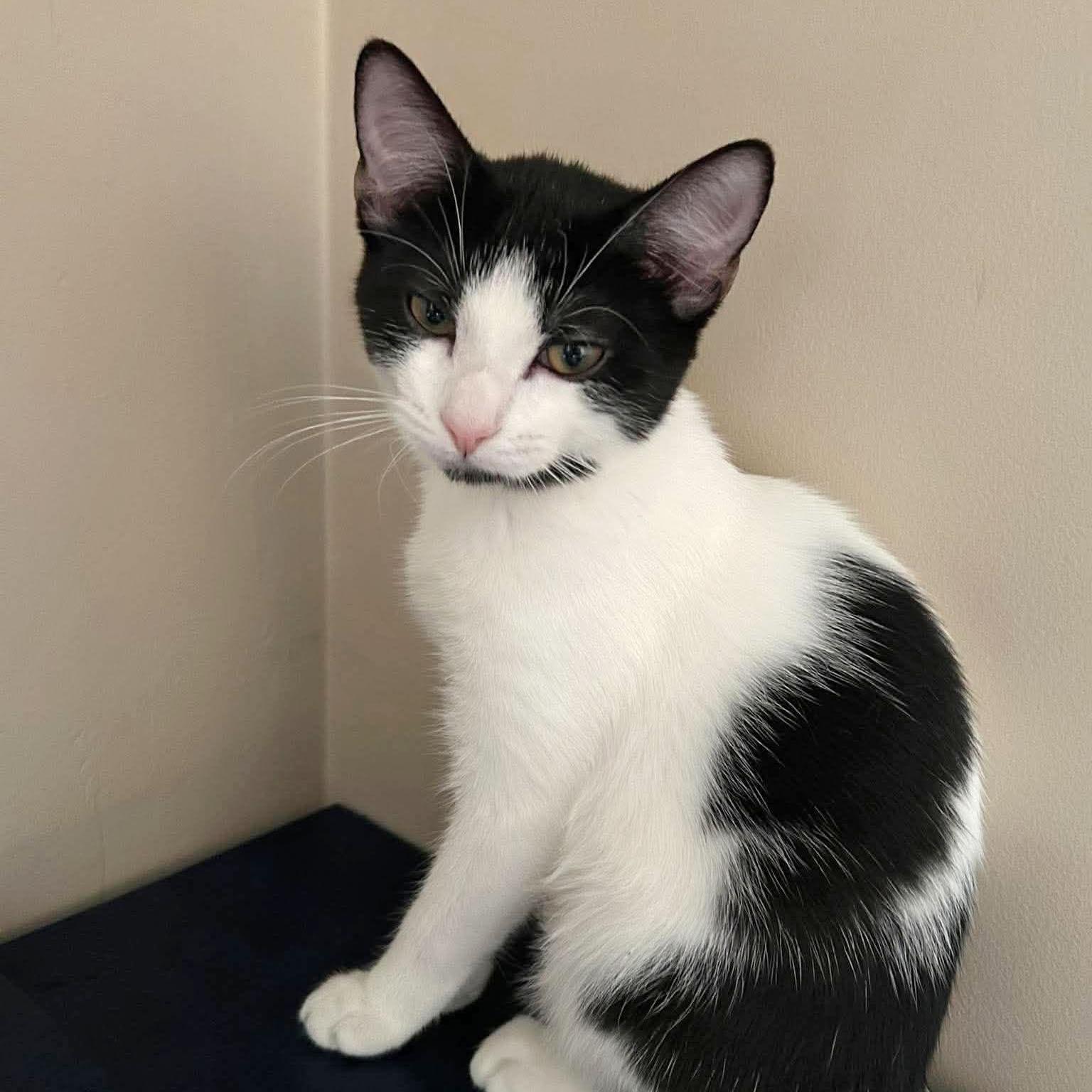 Enlarge Mary - Meet me at Pet Supplies Plus, a Adoptable mixed breed in Harrisburg, PA image 2/6