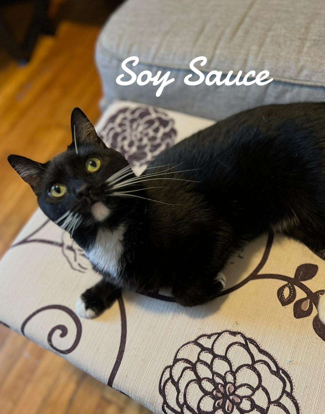 Soy Sauce, Adopted, Adult Male Domestic Short Hair.