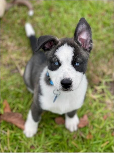 MooMoo, ADOPTABLE, Puppy Female Husky & Shepherd.
