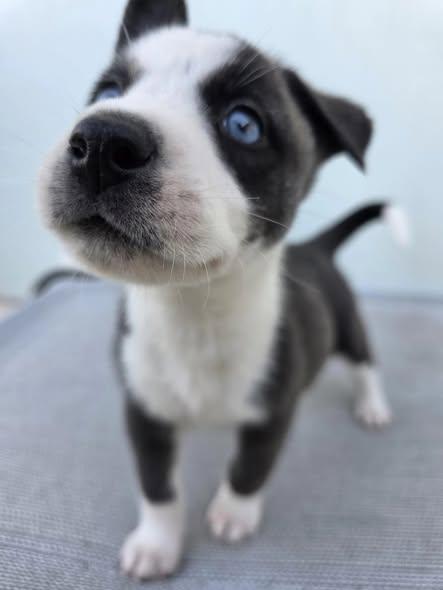 Enlarge MooMoo, a ADOPTABLE mixed breed in Miami, FL image 2/4