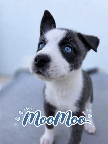 Enlarge MooMoo, a ADOPTABLE mixed breed in Miami, FL image 4/4