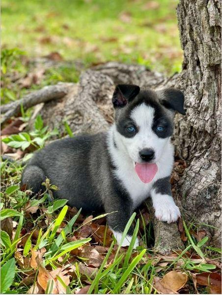 Enlarge MooMoo, a ADOPTABLE mixed breed in Miami, FL image 1/4