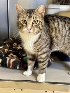 Enlarge Teller, an adopted Domestic Short Hair in Parsippany, NJ image 5/5