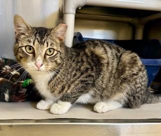 Enlarge Teller, an adopted Domestic Short Hair in Parsippany, NJ image 1/5