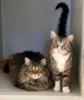 Enlarge Teller, an adopted Domestic Short Hair in Parsippany, NJ image 3/5