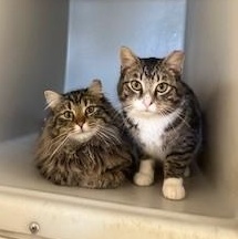 Enlarge Teller, an adopted Domestic Short Hair in Parsippany, NJ image 2/5