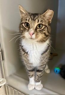 Enlarge Teller, an adopted Domestic Short Hair in Parsippany, NJ image 4/5