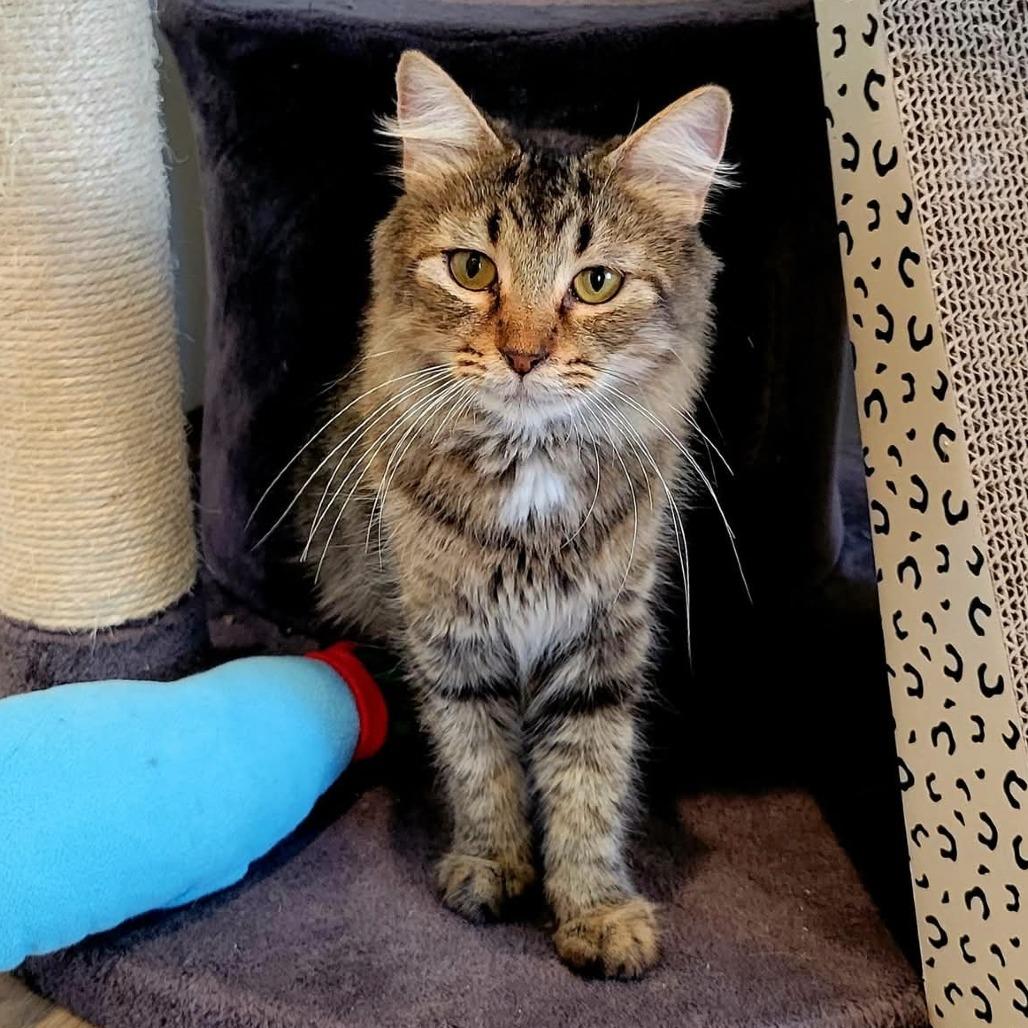 Joyce Byers, a Adoptable Domestic Medium Hair in Saint Charles, MO image 1/4