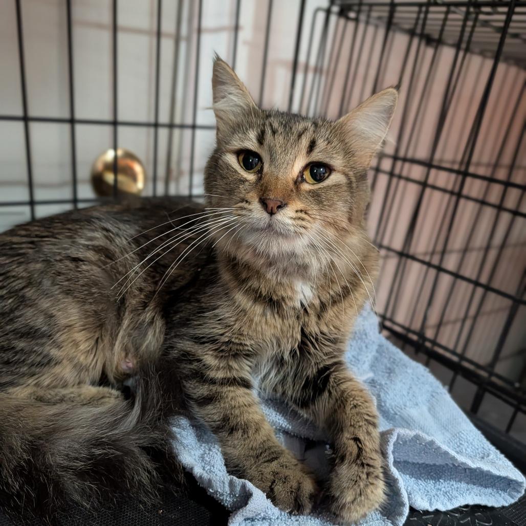 Joyce Byers, a Adoptable Domestic Medium Hair in Saint Charles, MO image 2/4