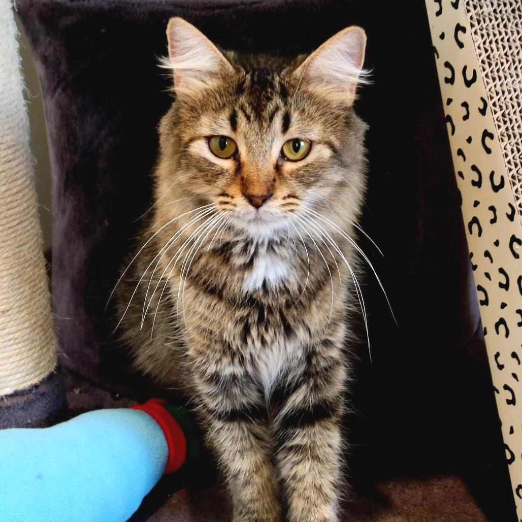 Joyce Byers, a Adoptable Domestic Medium Hair in Saint Charles, MO image 3/4