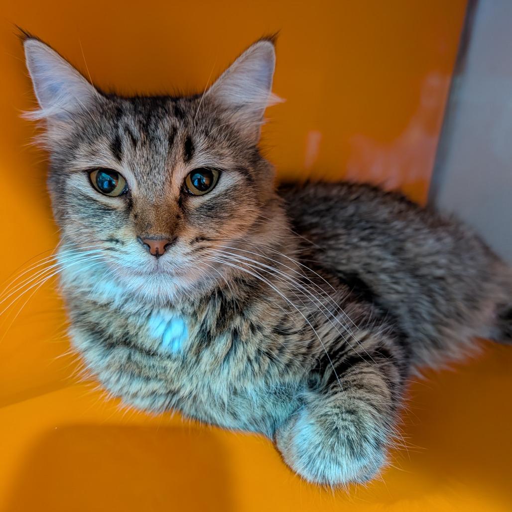 Joyce Byers, a Adoptable Domestic Medium Hair in Saint Charles, MO image 4/4