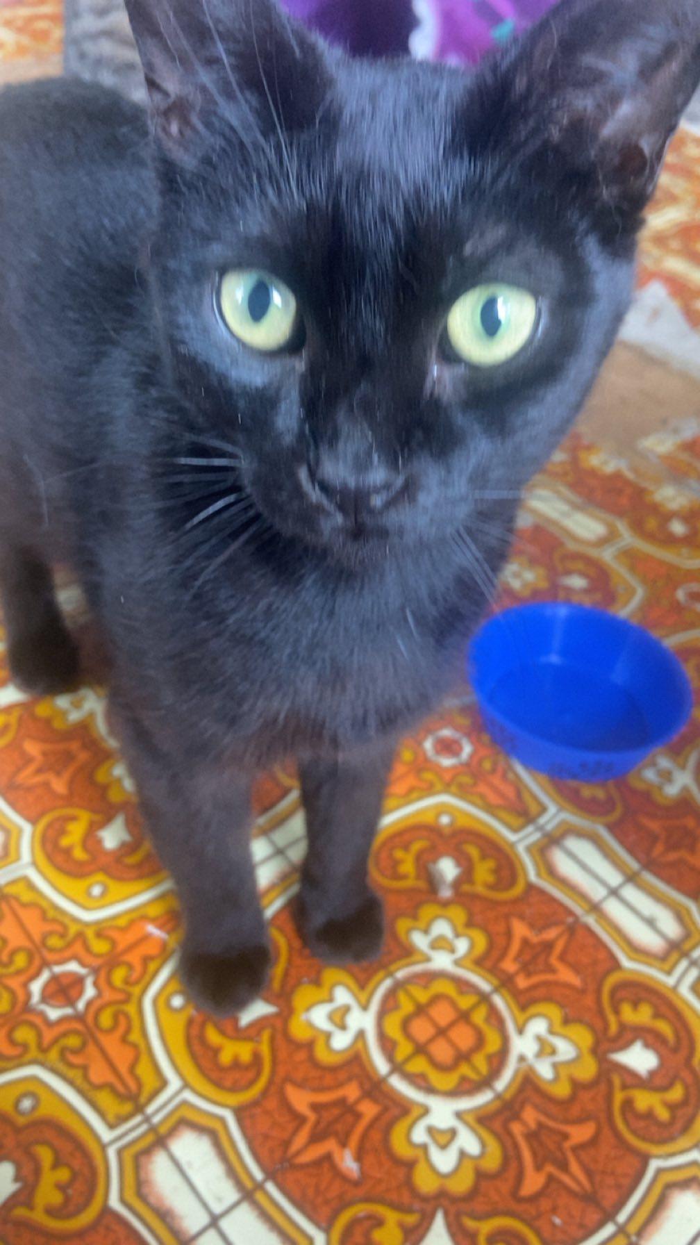 Jet, Adoptable, Adult Male Domestic Short Hair.