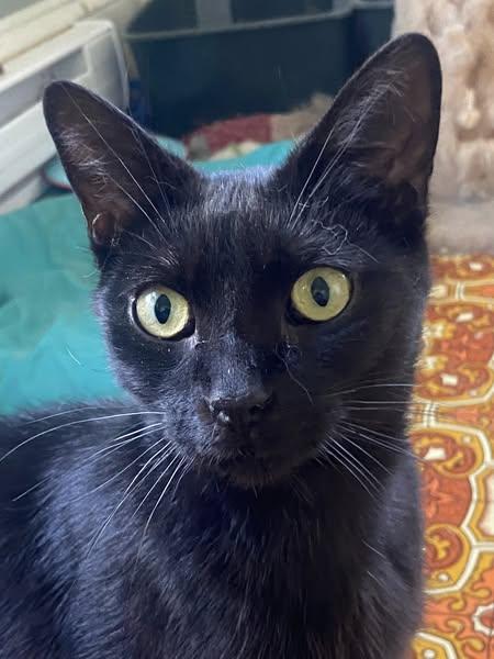 Jet, Adoptable, Adult Male Domestic Short Hair.