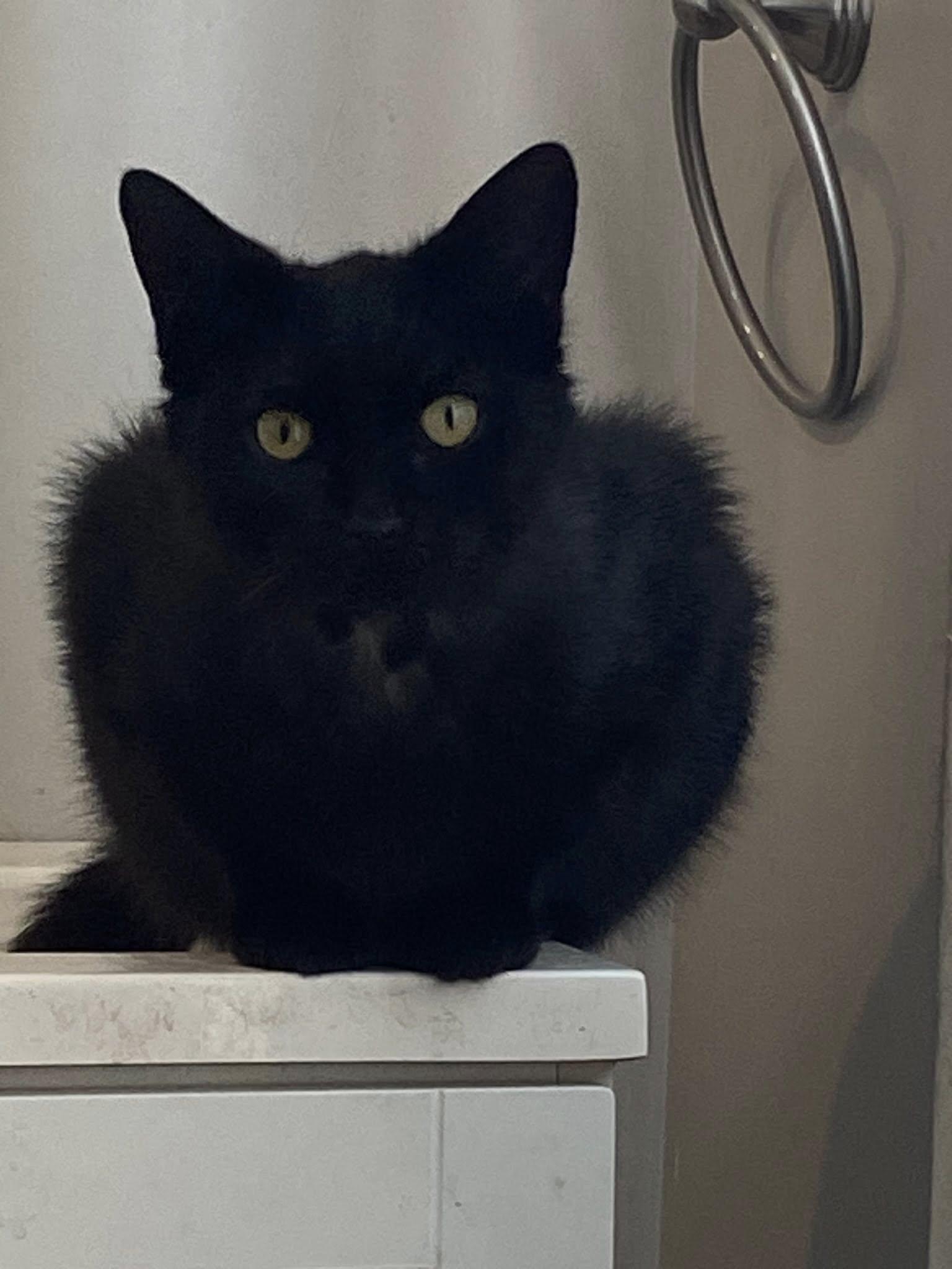 Jet, Adoptable, Adult Male Domestic Short Hair.