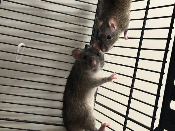 Nina Hasen, Adoptable, Baby Female Rat.