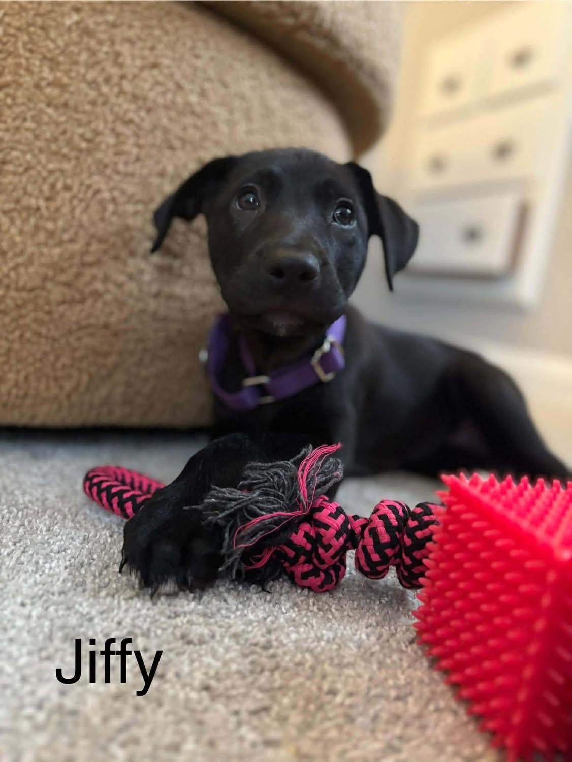 Enlarge Jiffy, a Adoptable mixed breed in Griswold, CT image 1/1