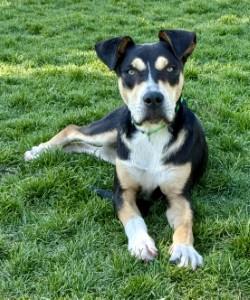 Doser, an adoptable German Shepherd Dog in Hamilton, MT, 59840 | Photo Image 3