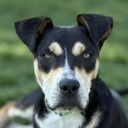 Doser, an adoptable German Shepherd Dog in Hamilton, MT, 59840 | Photo Image 1