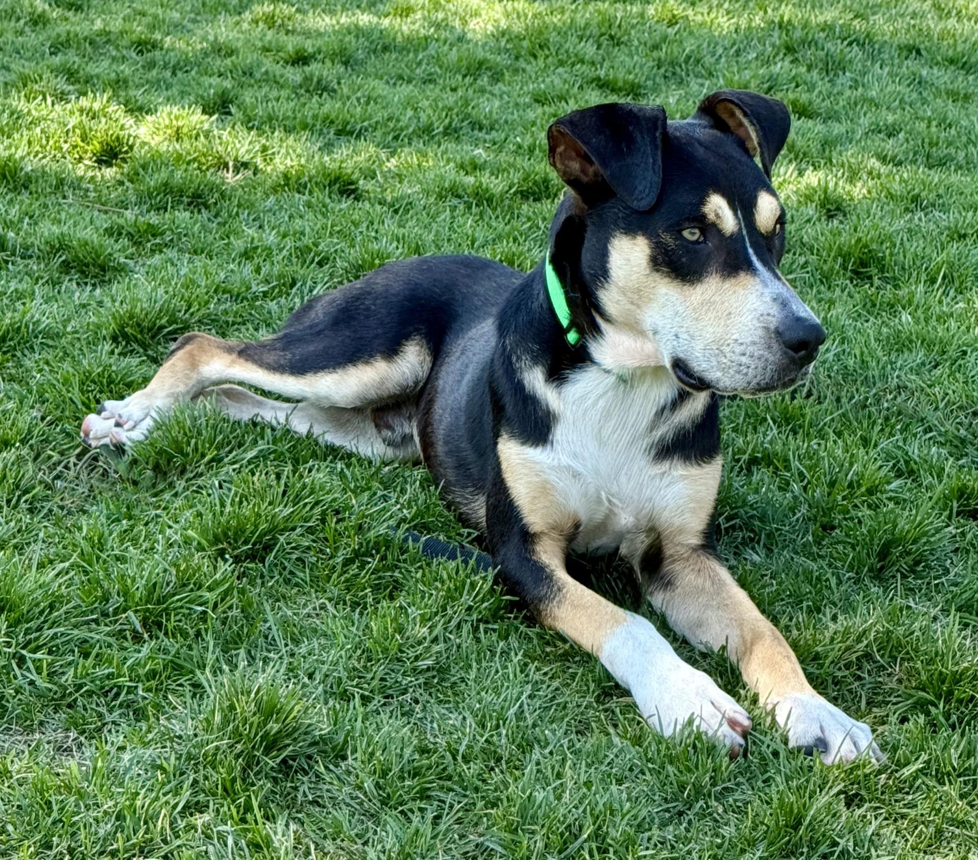 Doser, an adoptable German Shepherd Dog in Hamilton, MT, 59840 | Photo Image 2