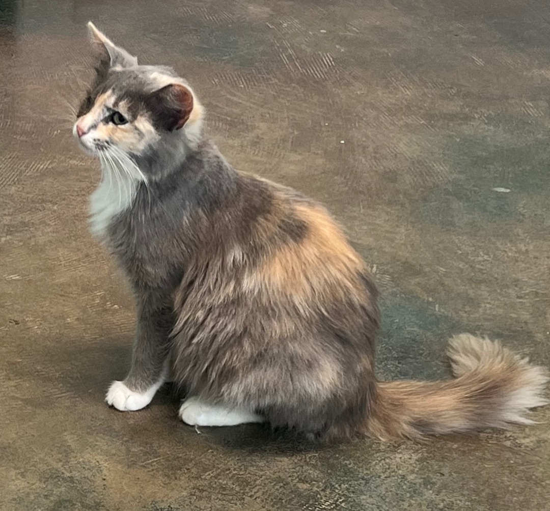 Sunny special needs diagnosis-please read entire description and requirements , a Adoptable mixed breed in Yellville, AR image 1/2