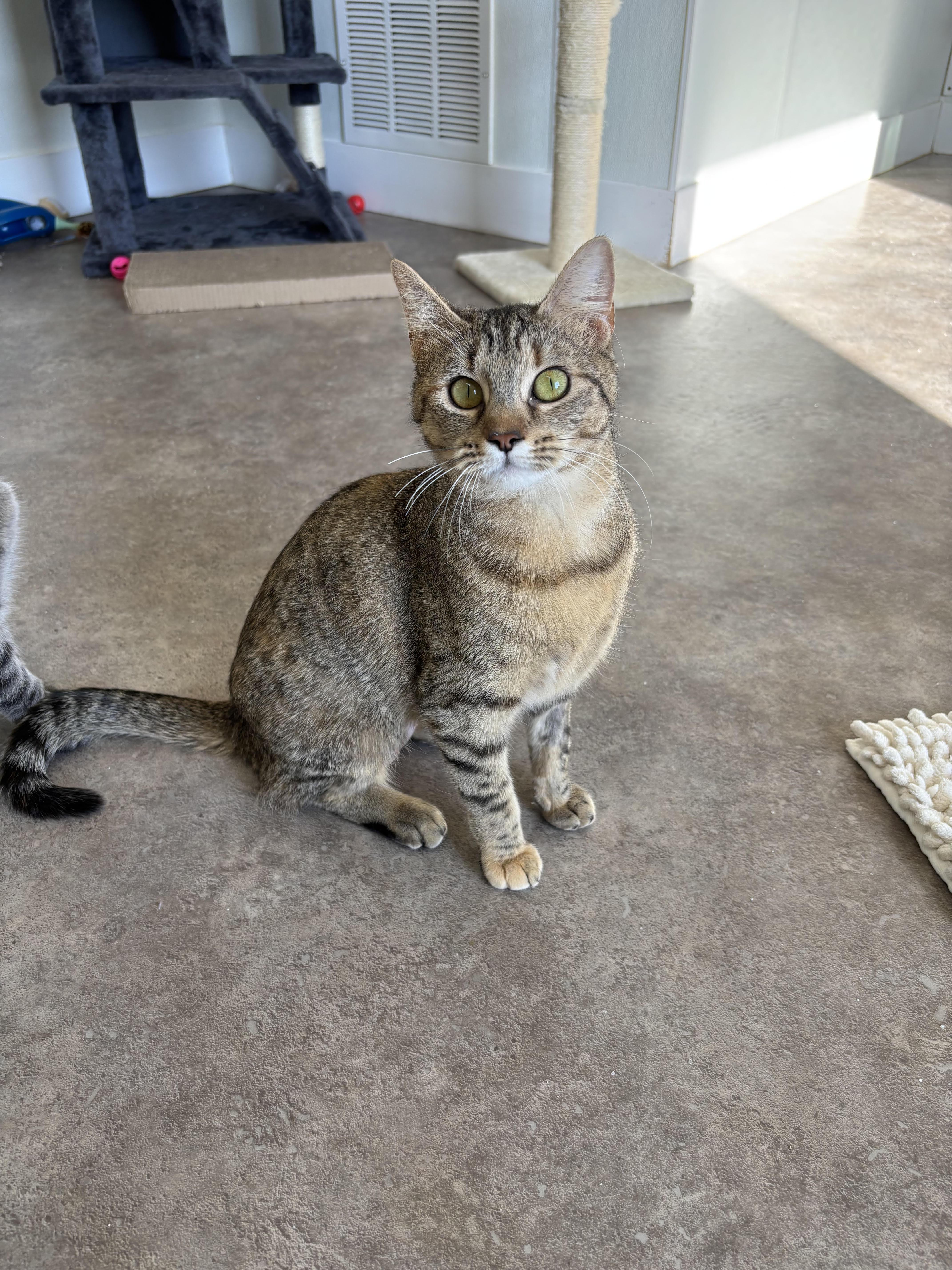 Enlarge Cheese, a ADOPTABLE Domestic Short Hair in Rock Springs, WY image 1/1