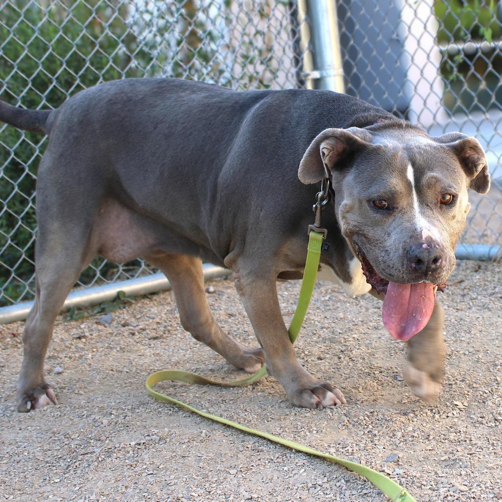 Dutchess, Adoptable, Adult Female Mixed Breed.