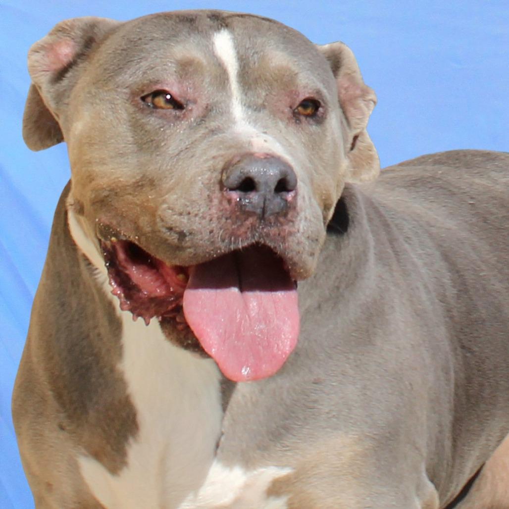 Enlarge Dutchess, a Adoptable Mixed Breed in Las Cruces, NM image 2/5