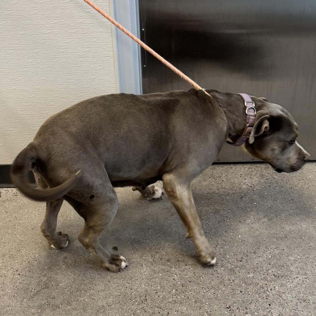 Enlarge Dutchess, a Adoptable Mixed Breed in Las Cruces, NM image 3/5