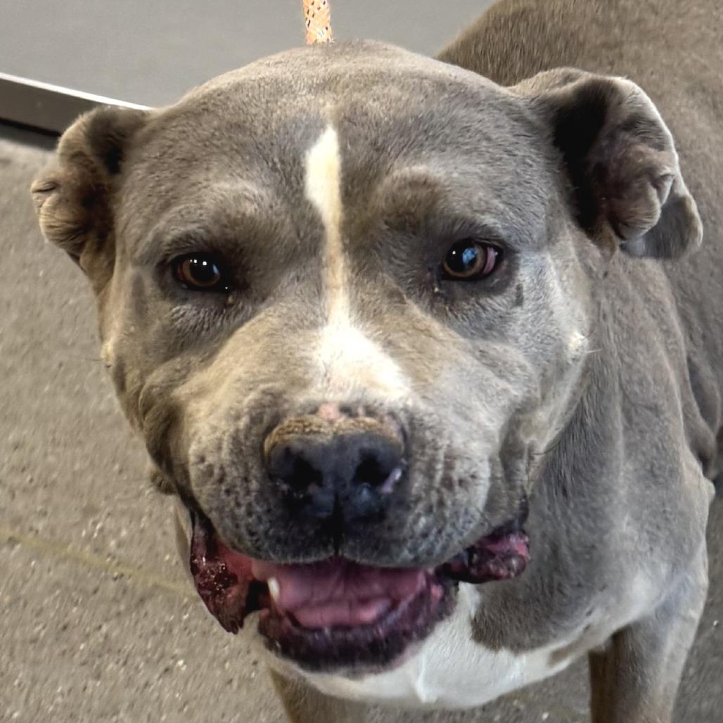 Enlarge Dutchess, a Adoptable Mixed Breed in Las Cruces, NM image 4/5
