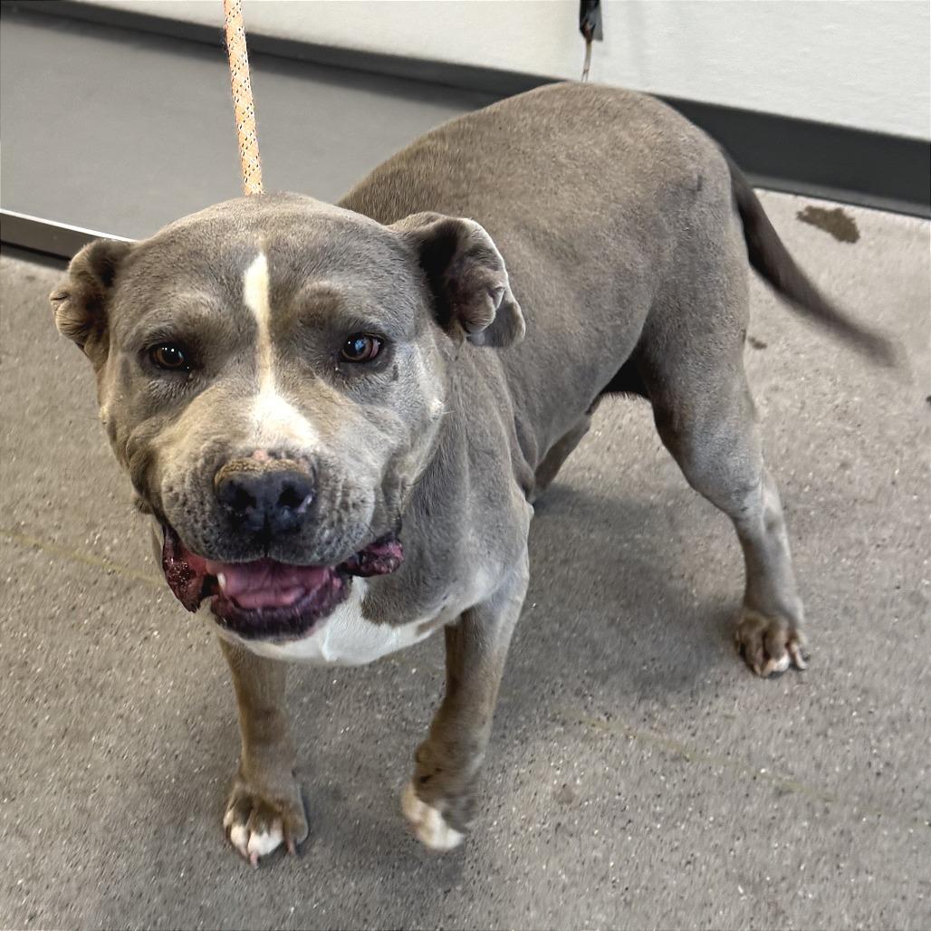 Enlarge Dutchess, a Adoptable Mixed Breed in Las Cruces, NM image 5/5
