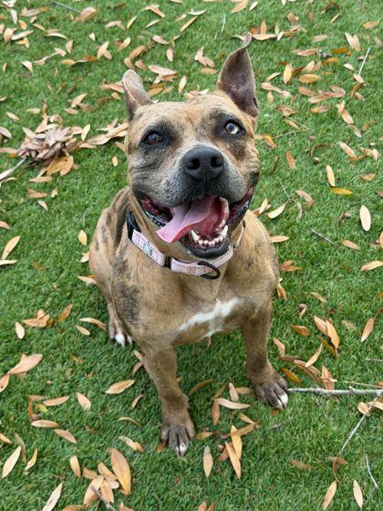 Enlarge Charline - 2, a Adoptable mixed breed in Daytona Beach, FL image 2/3