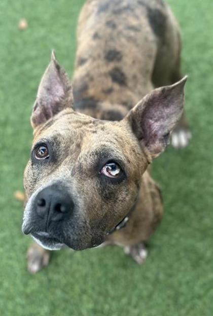 Enlarge Charline - 2, a Adoptable mixed breed in Daytona Beach, FL image 3/3