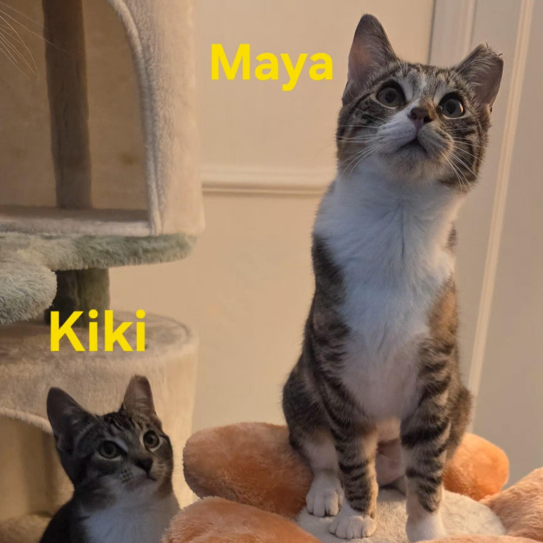 Enlarge Maya [bonded with Kiki], an adopted Domestic Short Hair in Benicia, CA image 3/6