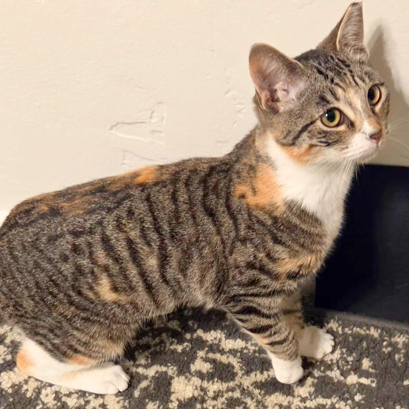 Enlarge Maya [bonded with Kiki], an adopted Domestic Short Hair in Benicia, CA image 4/6
