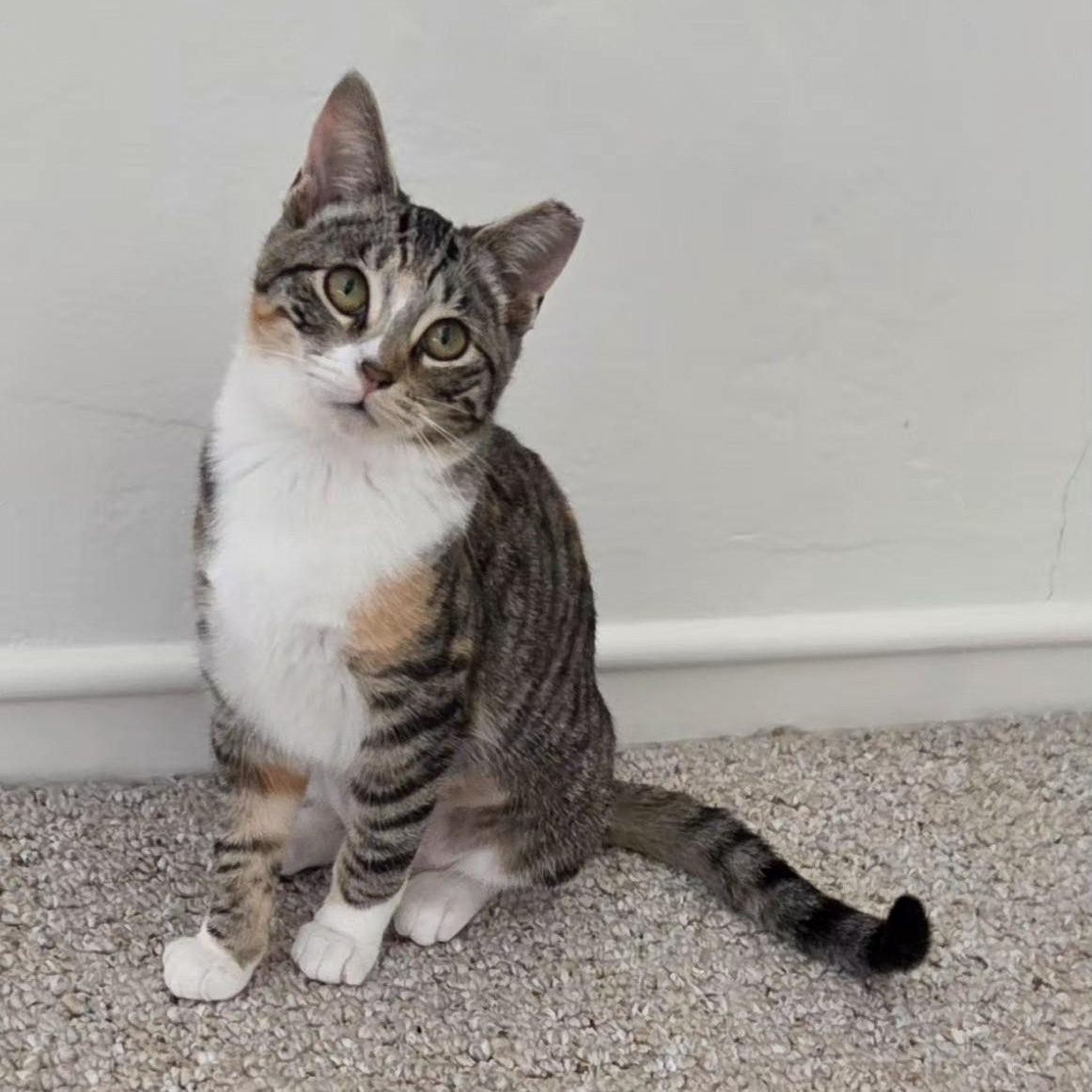 Enlarge Maya [bonded with Kiki], an adopted Domestic Short Hair in Benicia, CA image 1/6