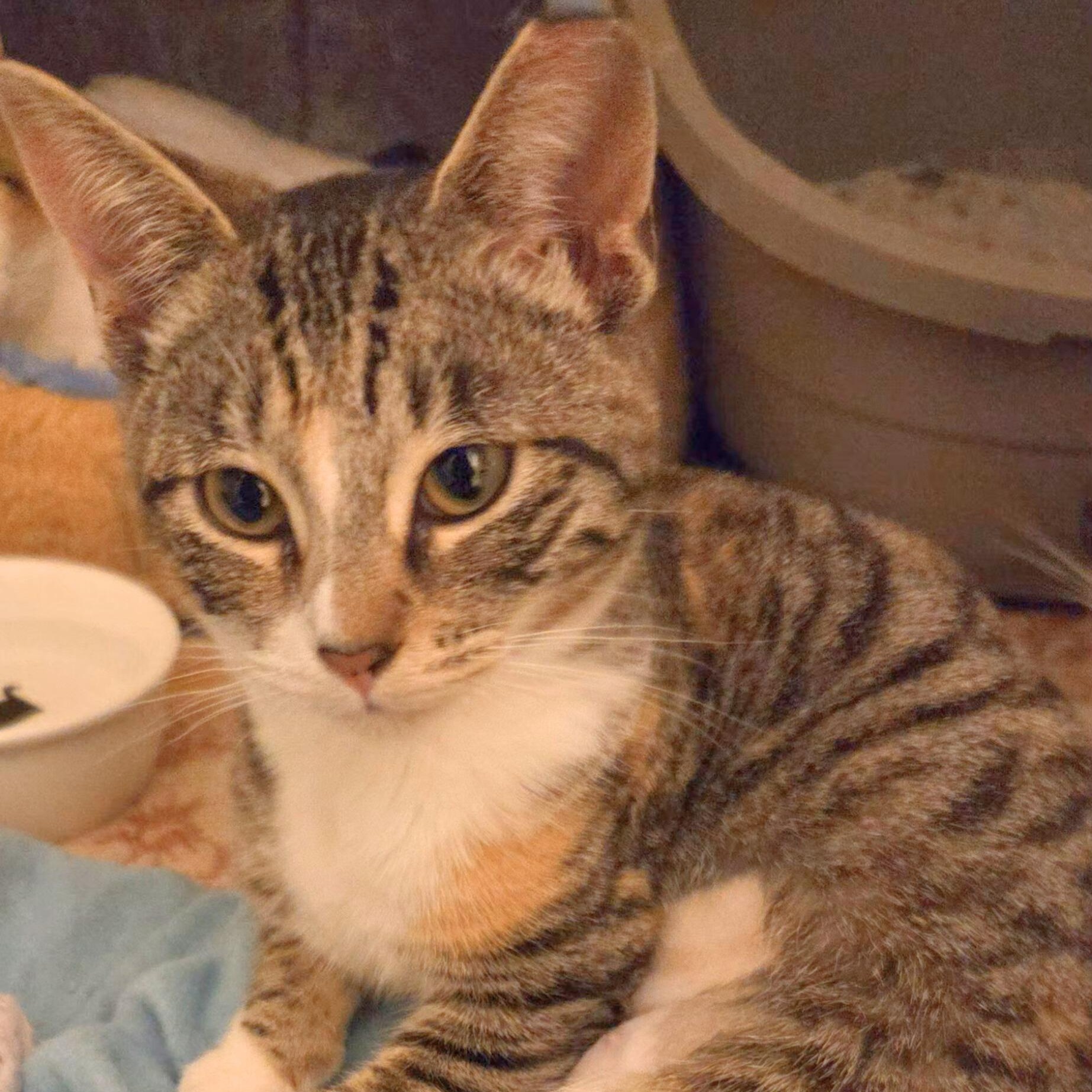 Enlarge Maya [bonded with Kiki], an adopted Domestic Short Hair in Benicia, CA image 2/6