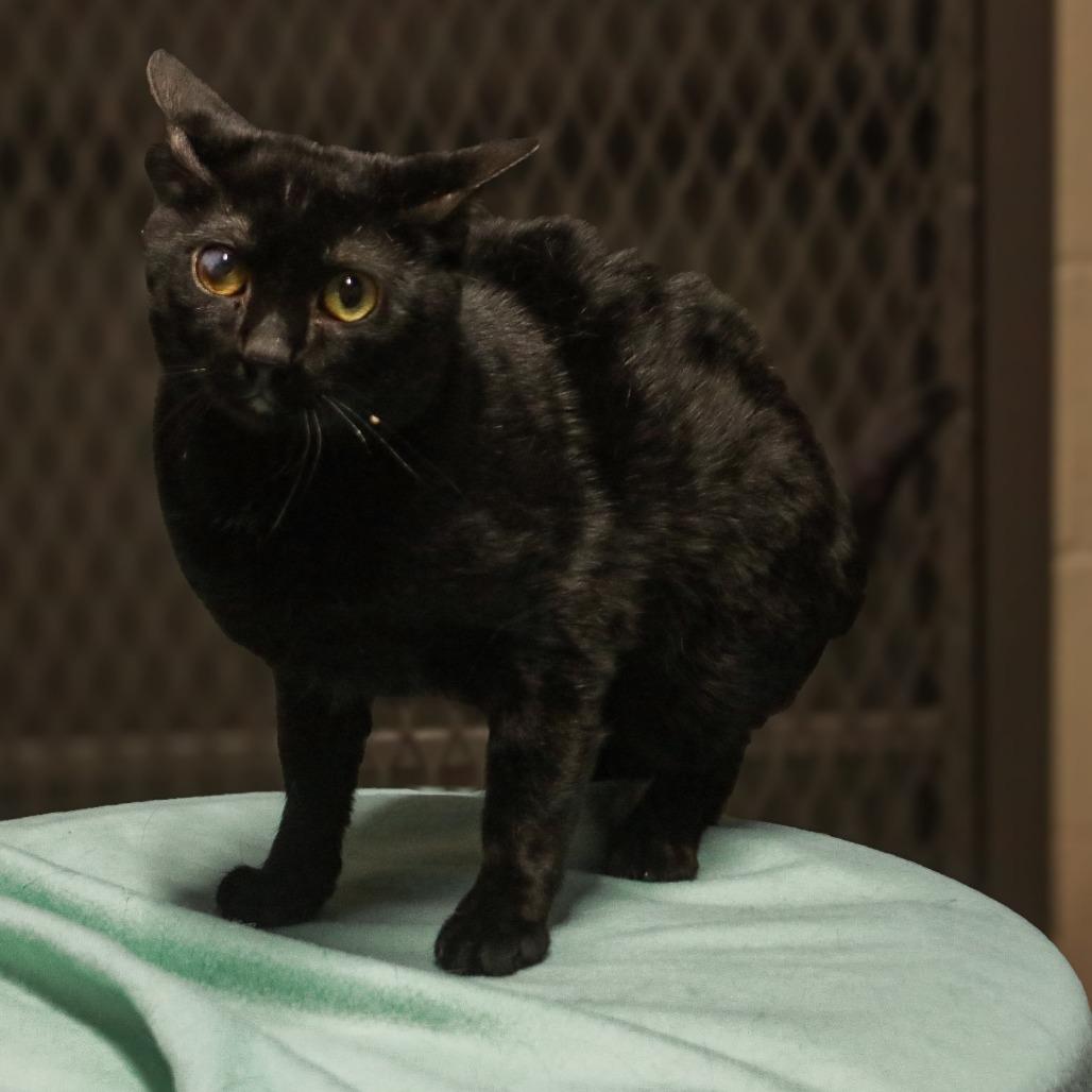 Lil Junior, Adoptable, Adult Male Domestic Short Hair & Domestic Short Hair.