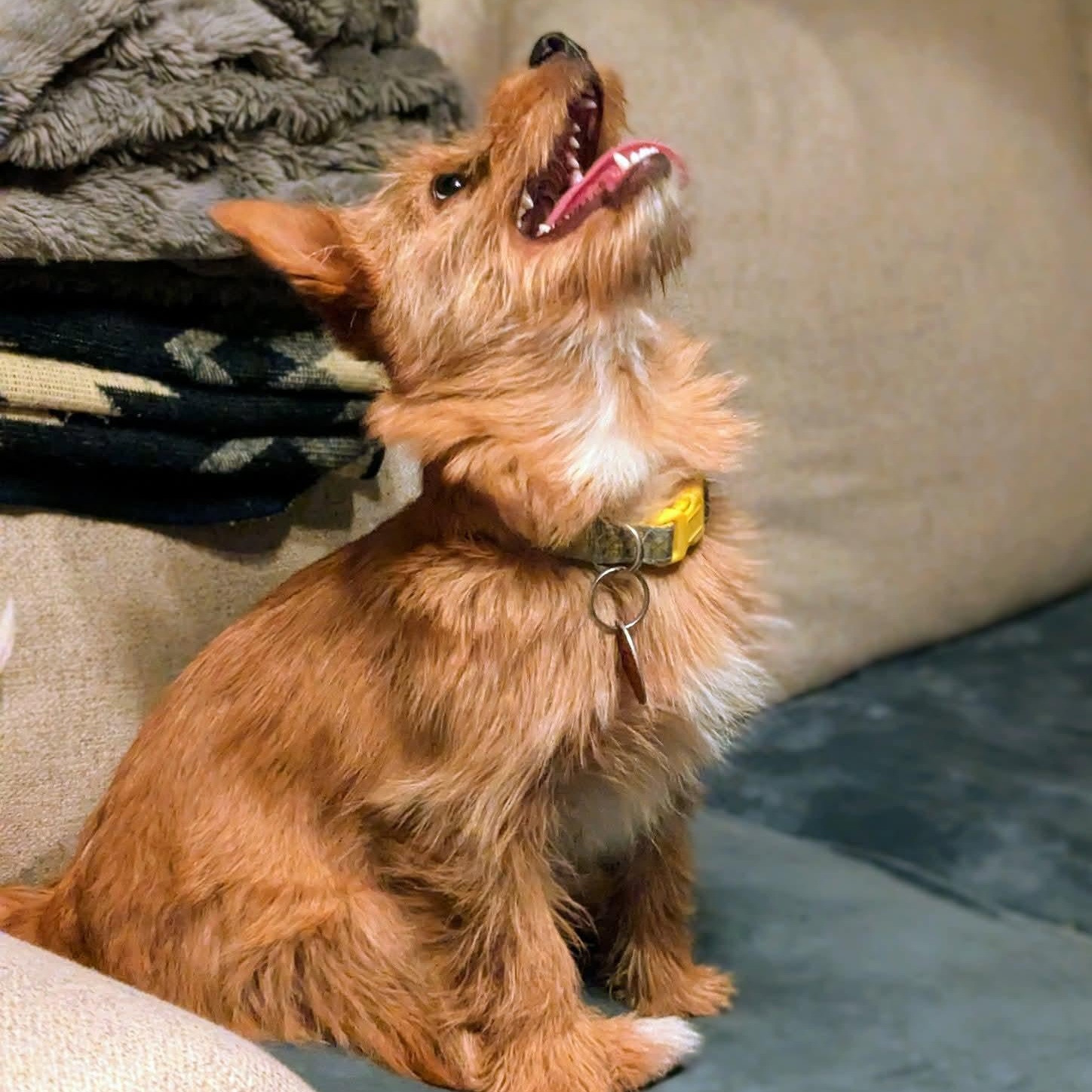 Enlarge Penny, a ADOPTABLE mixed breed in Mount Bethel, PA image 6/6