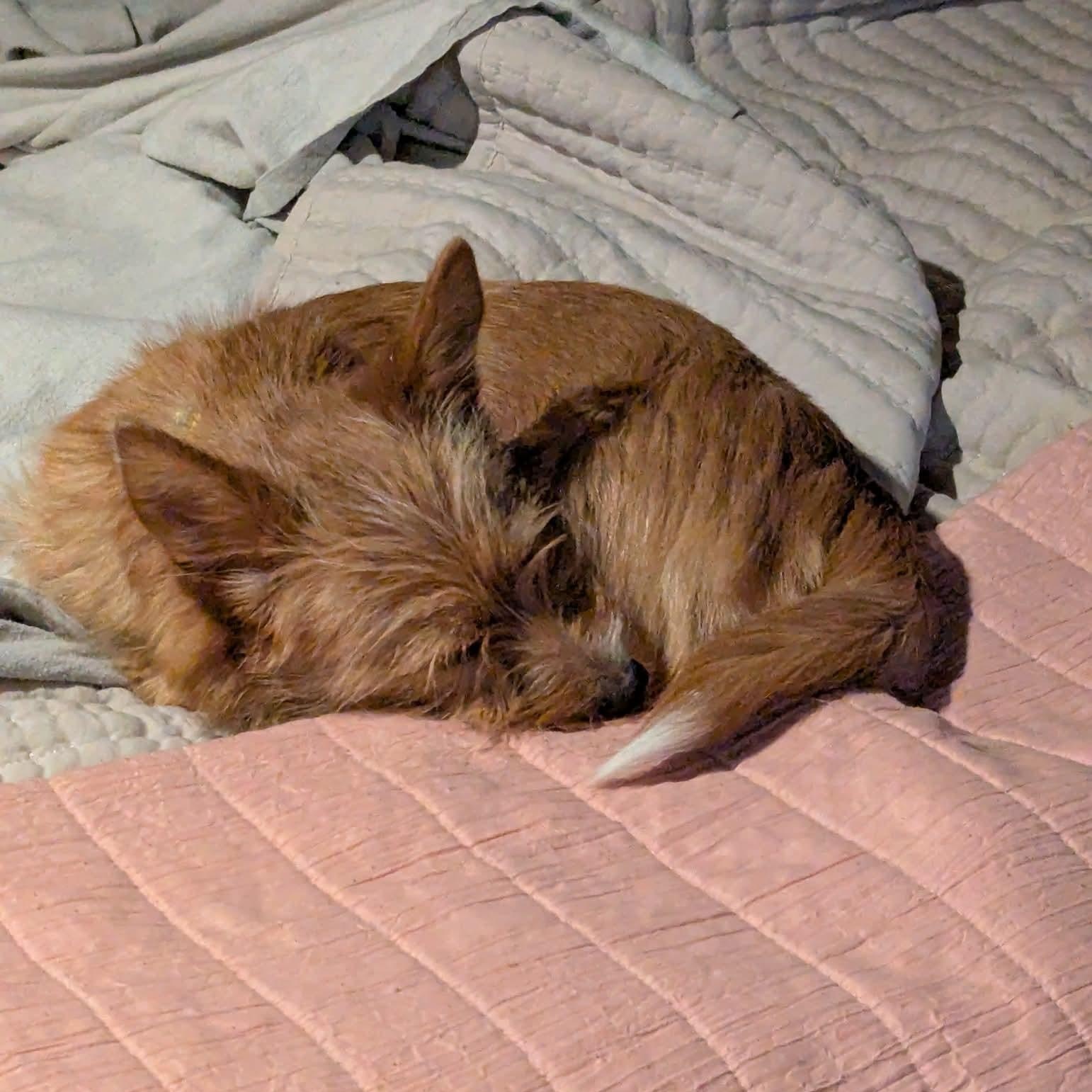 Enlarge Penny, a ADOPTABLE mixed breed in Mount Bethel, PA image 3/6