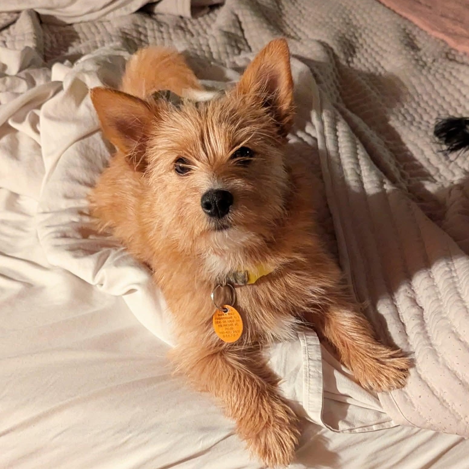 Enlarge Penny, a ADOPTABLE mixed breed in Mount Bethel, PA image 5/6