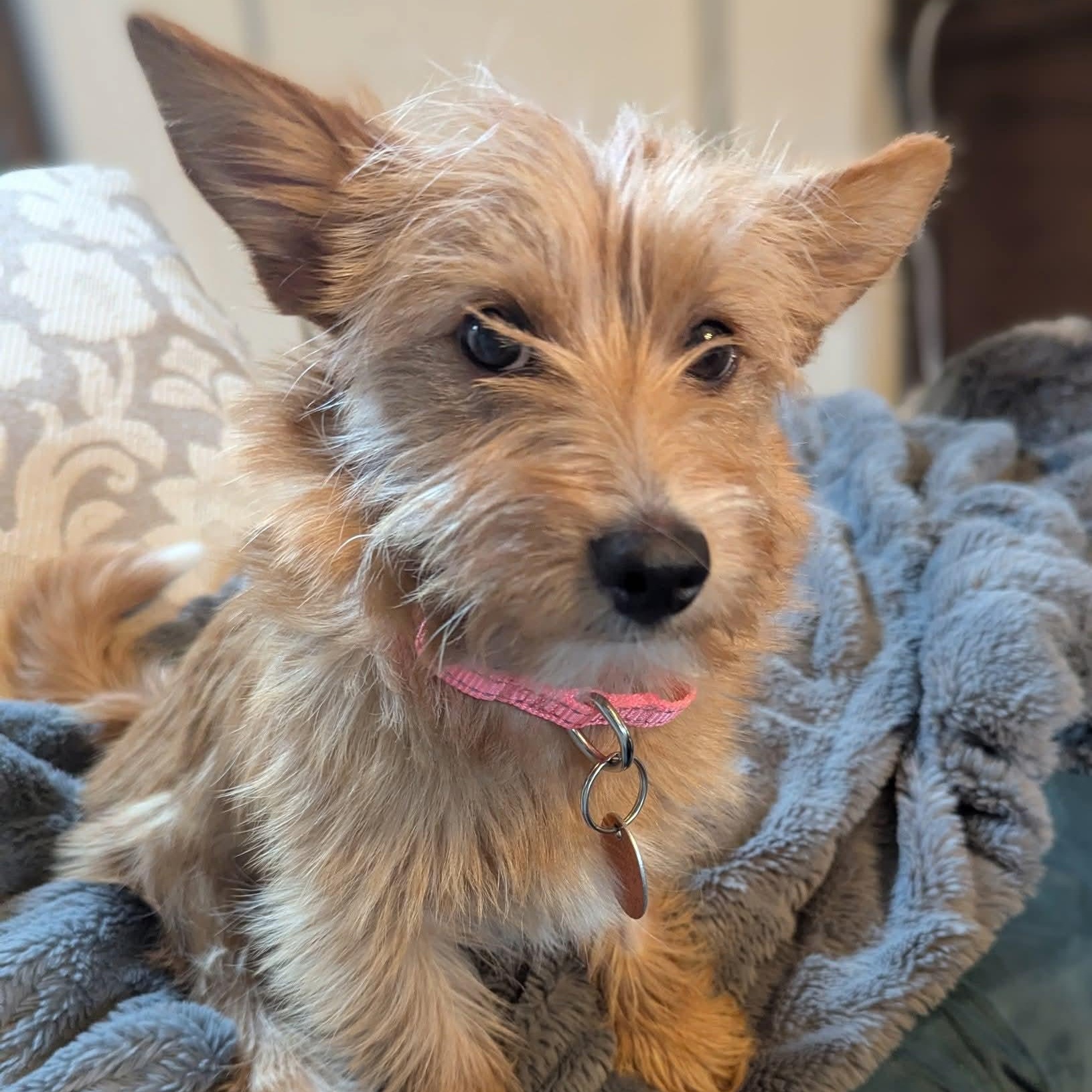 Enlarge Penny, a ADOPTABLE mixed breed in Mount Bethel, PA image 1/6