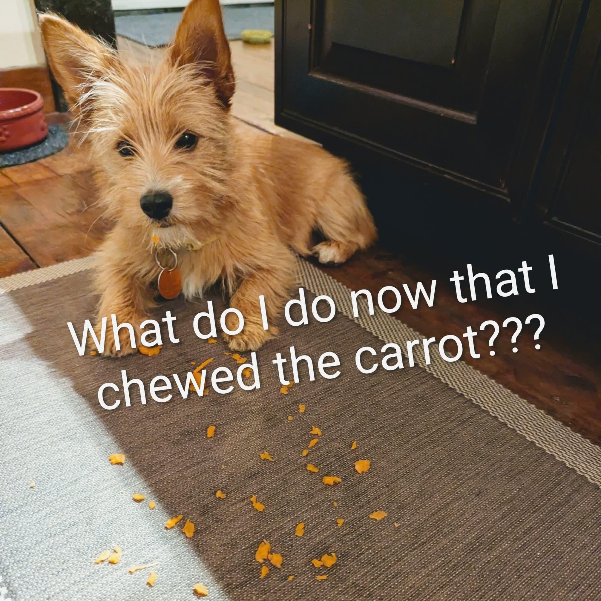 Enlarge Penny, a ADOPTABLE mixed breed in Mount Bethel, PA image 4/6