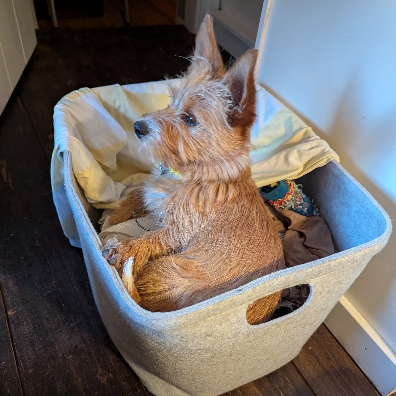 Enlarge Penny, a ADOPTABLE mixed breed in Mount Bethel, PA image 2/6